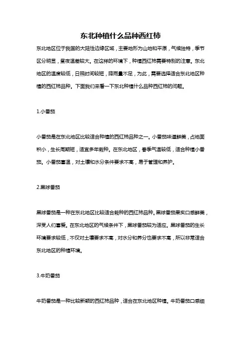 东北种植什么品种西红柿