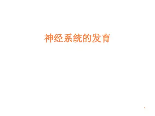 神经系统的发育ppt课件