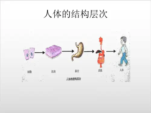 浙教版《人的运动系统和保健》PPT课件1