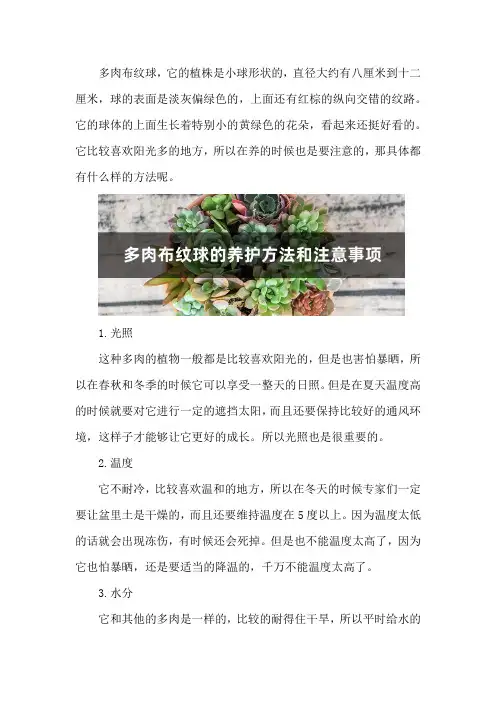 多肉布纹球的养护方法和注意事项