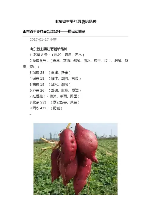 山东省主要红薯栽培品种