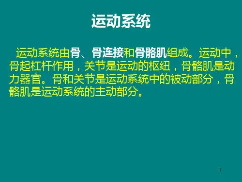 人体骨骼ppt课件