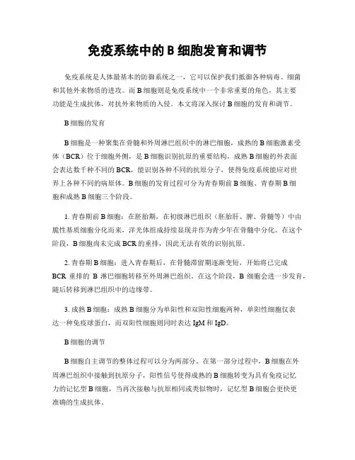 免疫系统中的B细胞发育和调节
