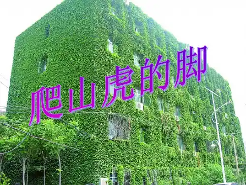 四年级上册语文课件-6《爬山虎的脚》∣人教新课标 (共25张PPT)