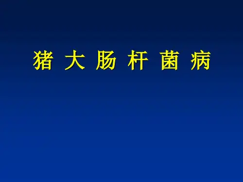 猪大肠杆菌病ppt课件