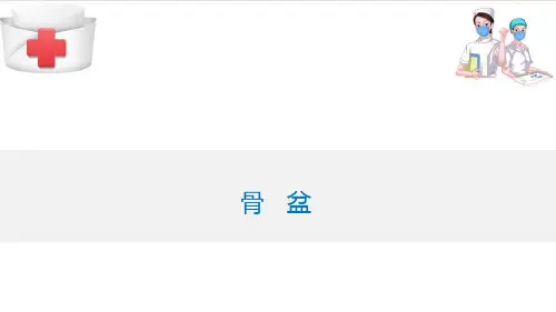 女性生殖系统解剖—骨盆的解剖(妇产科护理课件)