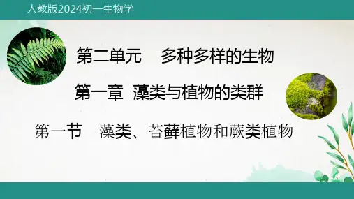【新课程标准2024】人教版生物七年级上册2.1.1 藻类、苔藓植物和蕨类植物 教学课件