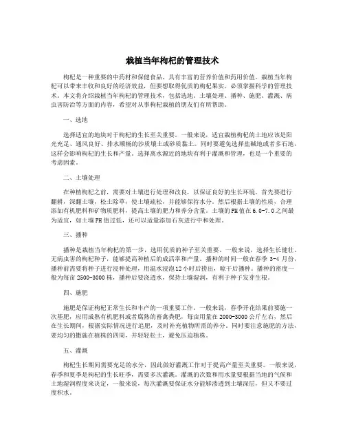栽植当年枸杞的管理技术