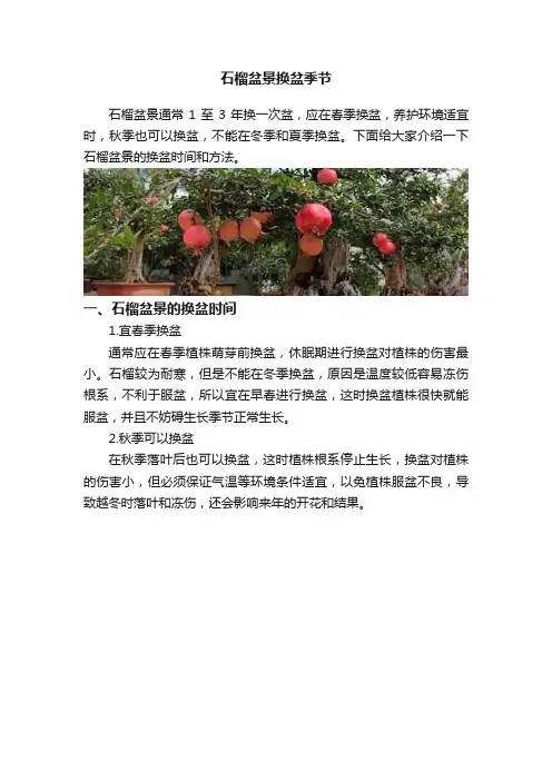 石榴盆景换盆季节
