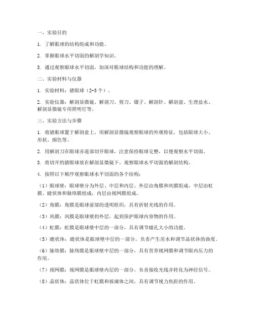 实验报告眼球的水平切面