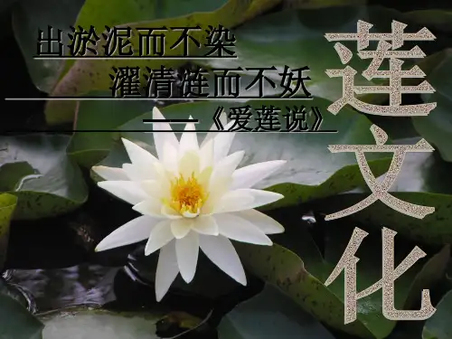 莲文化