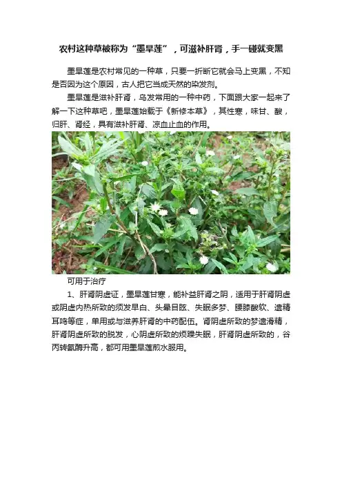 农村这种草被称为“墨旱莲”，可滋补肝肾，手一碰就变黑