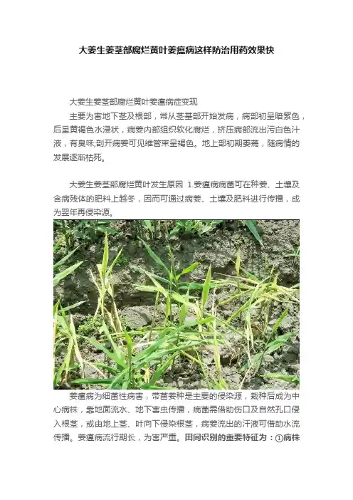 大姜生姜茎部腐烂黄叶姜瘟病这样防治用药效果快