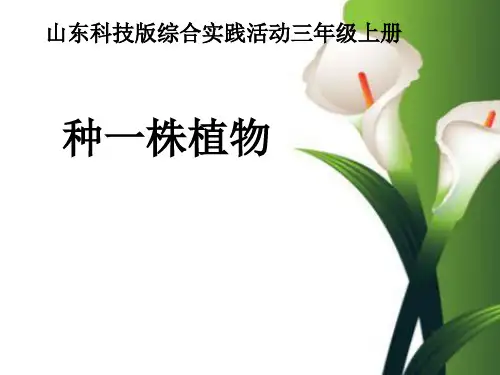 三年级上册综合实践《种一株植物》-PPT课件