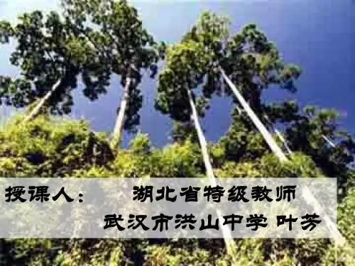 望天树ppt5 鄂教版