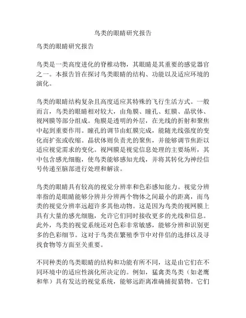 鸟类的眼睛研究报告