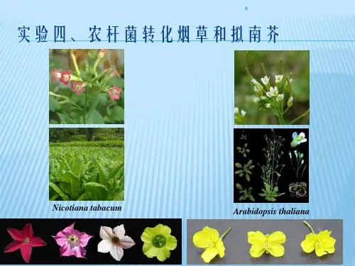 实验四、农杆菌转化烟草和拟南芥