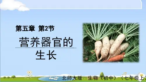 2024年新北师大版七年级上册生物课件 第3单元第5章 绿色开花植物的生活史 第2节 营养器官的生长