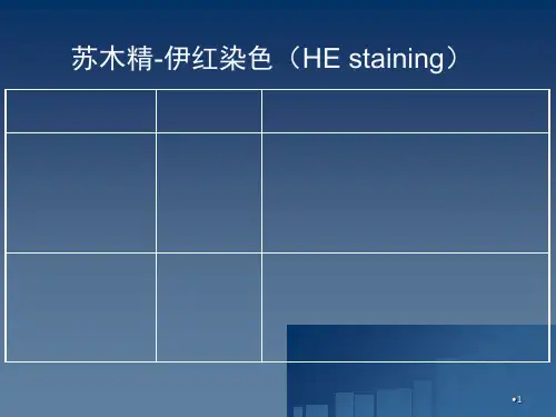 组织学与胚胎学-上皮组织