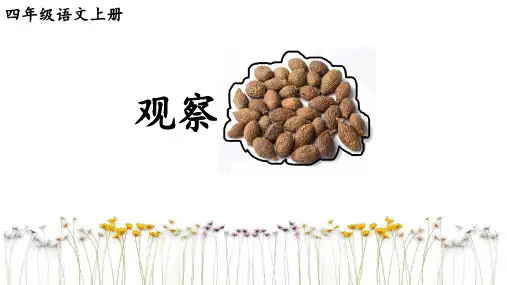 观察“胖大海”语文微课PPT课件