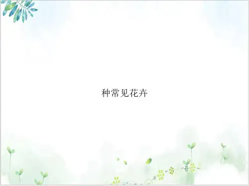种常见花卉PPT1