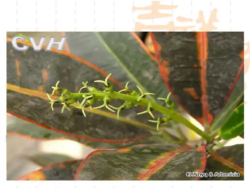 常用园林绿化树种图例