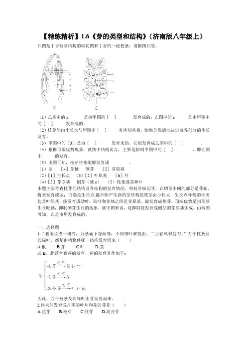 济南版生物八上【精练精析】1.6《芽的类型和结构》
