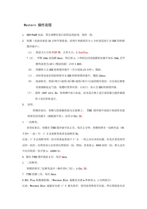 Western Blot 操作流程