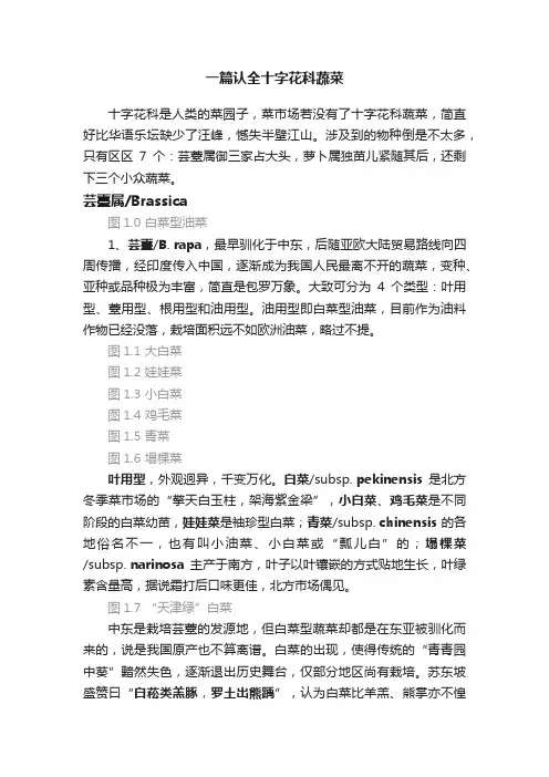 一篇认全十字花科蔬菜