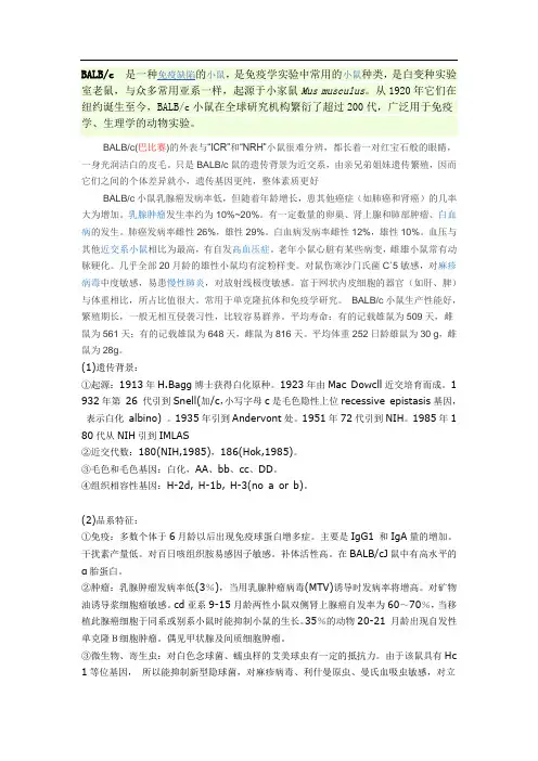 BALBc 小鼠