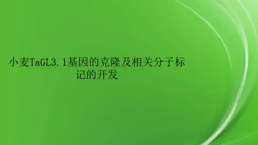 小麦TaGL3.1基因的克隆及相关分子标记的开发