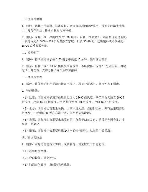 种植西红柿的管理技术