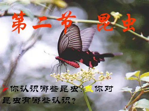 苏科版生物七下5.12.2《昆虫》课件 (共21张PPT)