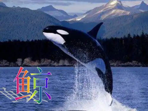 鲸