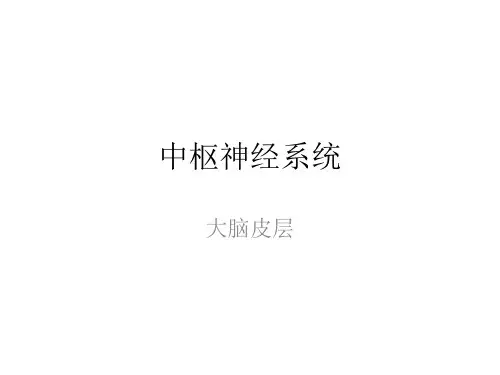 大脑皮层功能区简介1