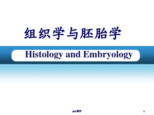 组织学与胚胎学--女性生殖系统  ppt课件