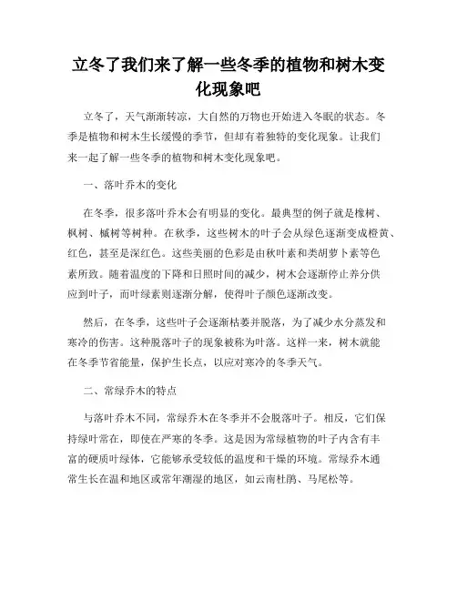 立冬了我们来了解一些冬季的植物和树木变化现象吧