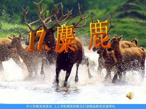 六年级语文教学课件麋鹿