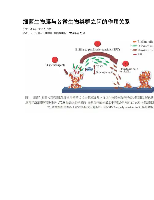 细菌生物膜与各微生物类群之间的作用关系