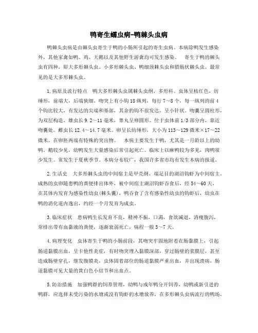鸭寄生蠕虫病-鸭棘头虫病