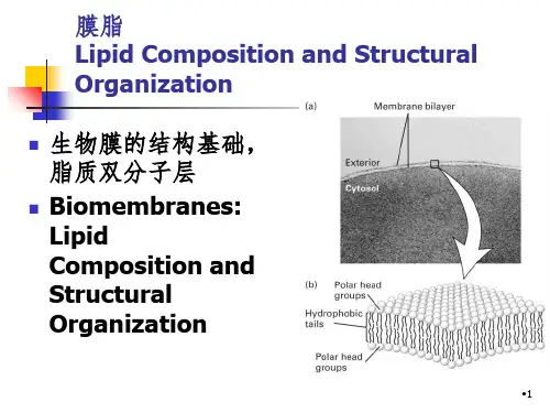 细胞膜和细胞表面PPT课件