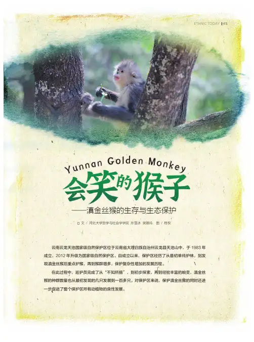 会笑的猴子——滇金丝猴的生存与生态保护
