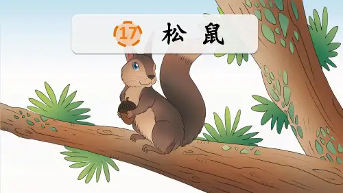 部编版五年级语文上册第17课《 松鼠》课件