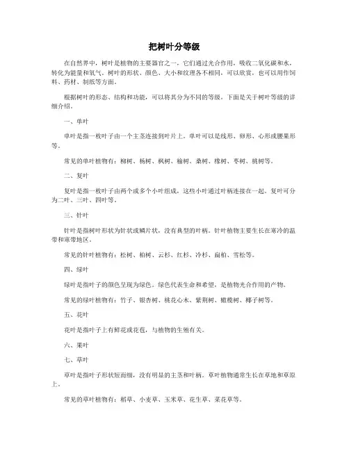 把树叶分等级