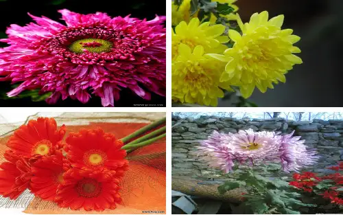 专题3课题1菊花的组织培养(正式)