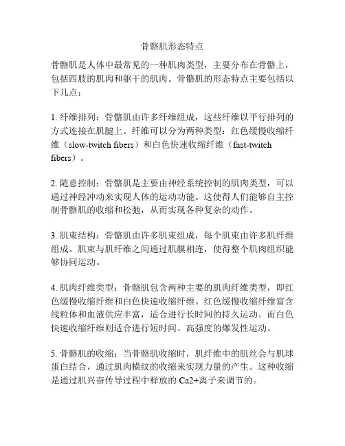 骨骼肌形态特点
