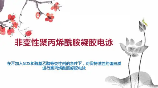 非变性聚丙烯酰胺凝胶电泳
