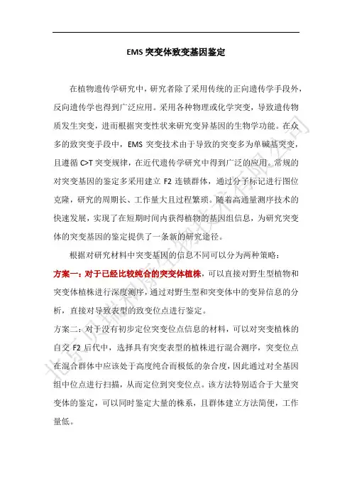 EMS诱变水稻突变体致变基因的鉴定0725