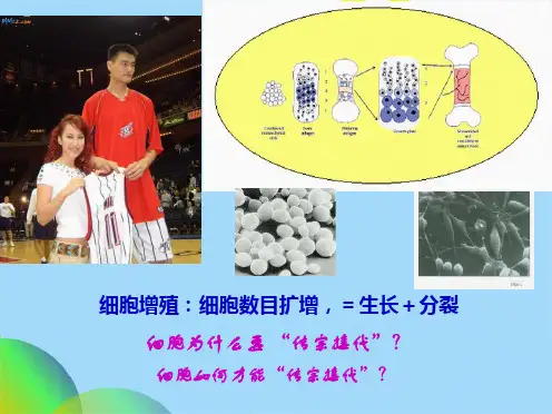 细胞增殖细胞生物学课件(共99张PPT)
