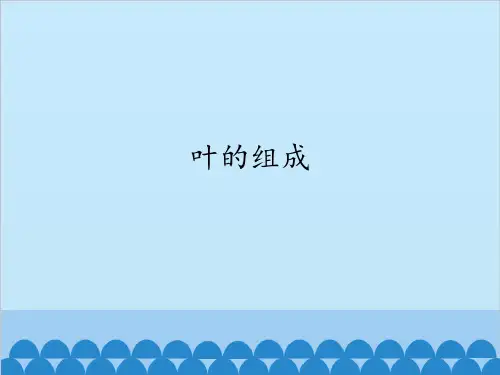 四年级上册科学课件-4叶的组成-首师大版